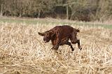 SETTER IRLANDAIS 484